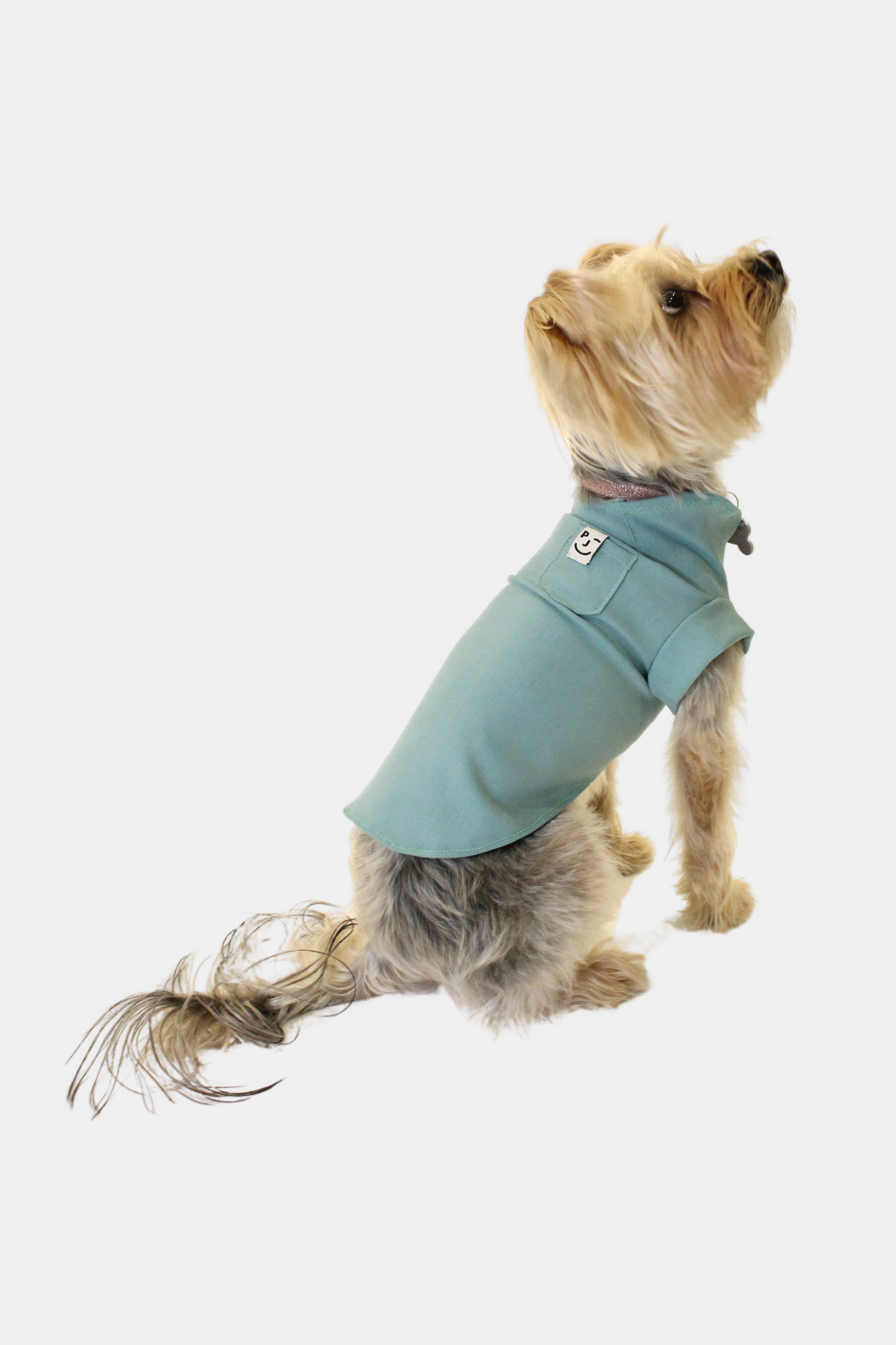 Ponte Pet